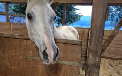 Herzlich willkommen Vento!