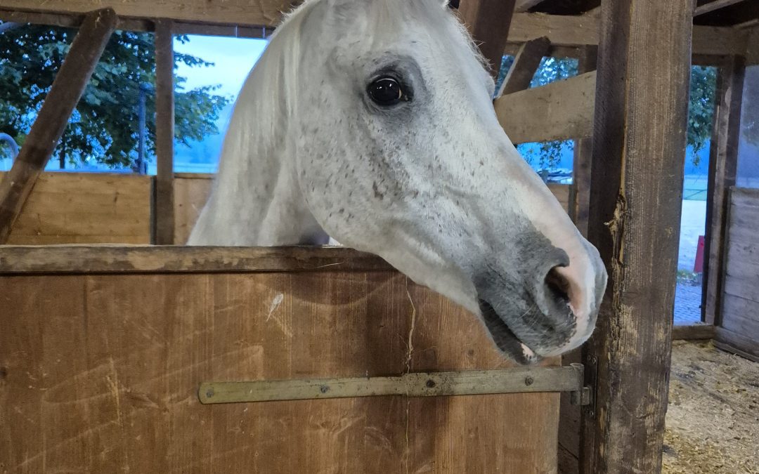 Herzlich willkommen Vento!